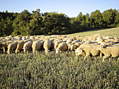 Sheep grazing, Valensole. Alpes de Haute Provence, Provence, France