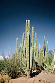Sonora desert, cactus. Arizona. USA