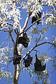 Bats. Nitmiluk National Park & Katherine gorge. Near Katherine. Northern Territory. Australia