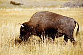 Buffaloes. Yellowstone National Park. Wyoming. United states (USA)