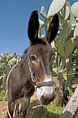 Donkey, Parco delle Madonie natural park. Sicily, Italy