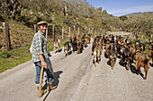 Goats with herdsman on the road, Parco delle Madonie natural park. Sicily, Italy