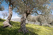 Olive trees in spring, Parco delle Madonie natural park. Sicily, Italy