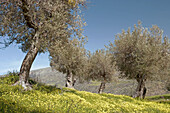 Olive trees in spring, Parco delle Madonie natural park. Sicily, Italy
