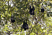 Bats in Litchfield National Park south of Darwin. Northern Territory, Australia