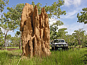 Termites nest, Litchfield National Park. South Darwin, Northern Territory, Australia