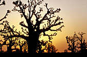 Baobabs forest of Bandia at sunrise, peninsula of Cap-Vert. Senegal