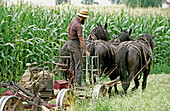 Amish farmer at work in corn field, Lancaster County. Pennsylvania, USA