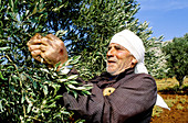 Harvesting olives in Syria