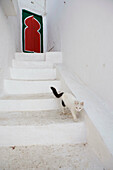 White cat against white painting. Village of Sidi Bou Said near Tunis. Tunisia