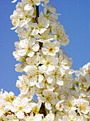 Plum tree flowers (Prunus sp.)