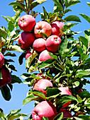 Red Chief apples