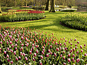 Tulips (Tulipa hybr.) in Keukenhof Park. Lisse. Netherlands.