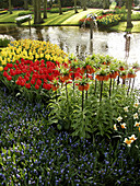 Tulips (Tulipa hybr.), muscaris (Muscari hybr.) and Fritillaria hybr. Keukenhof Park, Lisse (Netherlands)