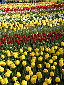 Tulips (Tulipa hybr.) and daffodils (Narcissus hybr.) in Keukenhof Park, Lisse. Netherlands
