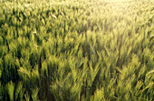 Barley (Hordeum vulgare)