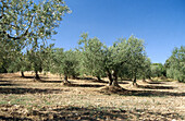 Olive trees, Les Borges Blanques, Les Garrigues, Lleida province, Spain
