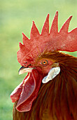 Rooster