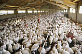 Turkey farm. Arbeca, Lleida province, Catalonia, Spain