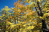 Fall colors, Vall d Aran, Lleida province, Spain