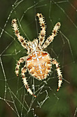 Garden Spider (Epeira diademata)