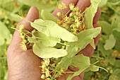 Bigleaf Linden (Tilia platiphyllos)