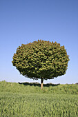 single maple tree on field