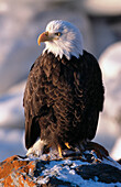 Bald Eagle (Haliaetus leucocephalus). Homer. Alaska. USA