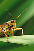 Lubber Grasshopper (Romalea microptera). Florida. USA