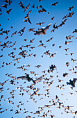 Mexican Free-tailed Bats (Tadarida brasiliensis). Eckert James River Bat Cave Preserve. Texas, USA