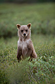 Brown Bear (Grizzly) cub (Ursus arctos), Denali National Park, Alaska, USA
