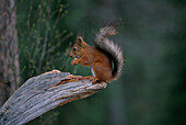 Red Squirrel (Sciurus vulgaris). Finnland