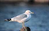 Mew Gull (Larus canus). England