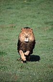 Lion (Panthera leo)