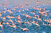 Lesser Flamingoes (Phoeniconaias minor). Lake Bogoria. Kenya