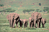 African Elephants (Loxodonta africana). Masai Mara. Kenya