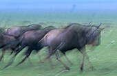 Blue Wildebeests (Connochaetes taurinus). Masai Mara. Kenya