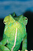 Chameleon (Chamaleo dilepsis). Masai Mara. Kenya.