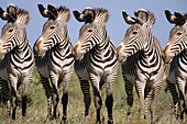 Burchell s Zebras (Equus burchelli). Kenya