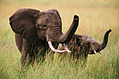African Elephant (Loxodonta africana) and young smelling danger. Masai Mara. Kenya