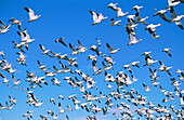 Snow Geese in flight. New Mexico. USA