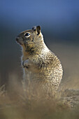 California Ground Squirrel (Spermophilus beecheyi). California. USA