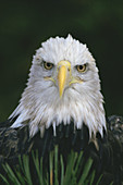 Bald Eagle (Haliaeetus leucocephalus). USA