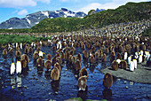 King Penguins colony (Aptenodytes patagonica). South Georgia. UK