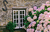 Historic old Post Office with hortensias (Hydrangea sp.). Tintagel, Cornwall. England. UK