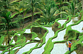 Rice terrace in Bali. Indonesia