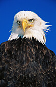 Bald Eagle (Haliaeetus leucocephalus).