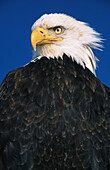 Bald Eagle (Haliaeetus leucocephalus). Alaska. USA.