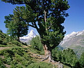 Matterhorn. Switzerland