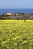Bermuda Buttercup (Oxalis pes-caprae) flowers blossoming in February. Artà. Majorca, Balearic Islands. Spain
